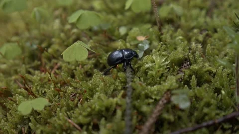 Wood Dung Beetle - Close Up 動画素材 154555262