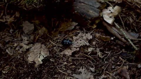 Wood dung beetles crawling 動画素材 155234148