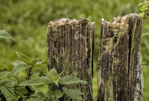 Wood eroded by time 스톡 사진