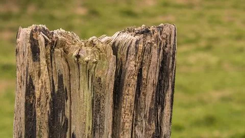 Wood eroded by time Stock Photos