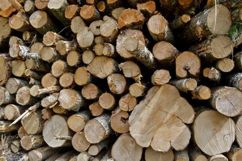 Wood exploitation Stock Photos