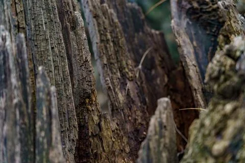 Wood from a fallen tree is shown with deep cracks and rough textures in a for Stock Photos