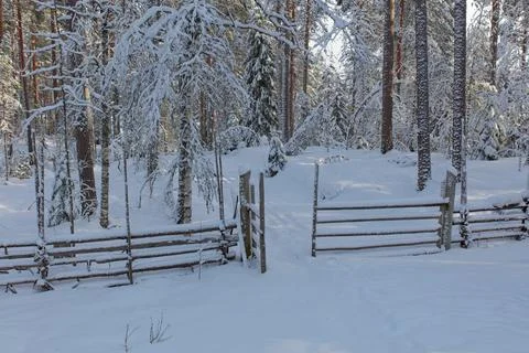 Wood fence. Stock Photos