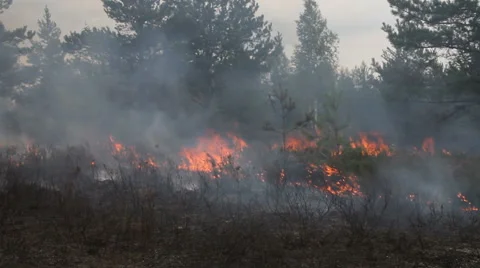 Wood fire Stock Footage 55700394