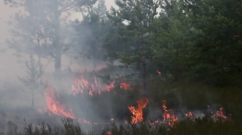 Wood fire under pine trees. Fire engine moving in the background. Stock Footage 60420245