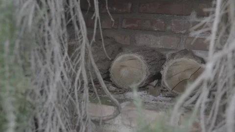 Wood in the fireplace full of brambles 動画素材 132465378