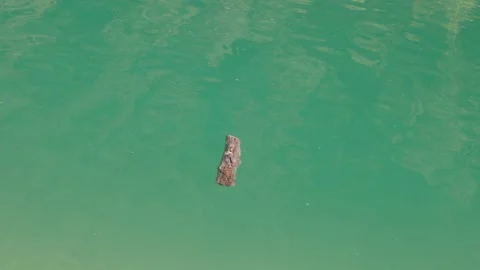 Wood floating on water surface Stock Footage 160156990