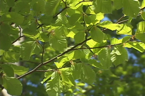 Wood Stock Footage