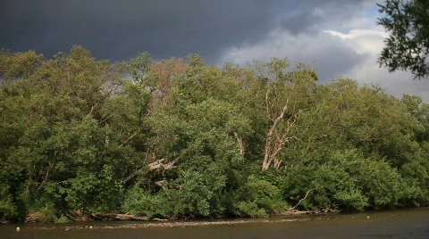 Wood Stock-Footage 581844