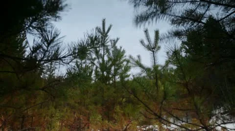 Wood Stock Footage 22110611