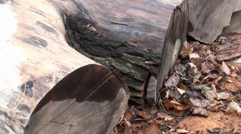 Wood 動画素材 35422522