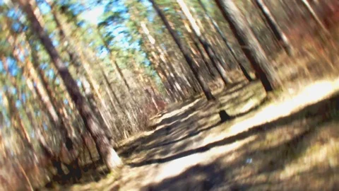 In the wood Stock Footage 94697223