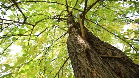 Wood Stock Footage 102396810