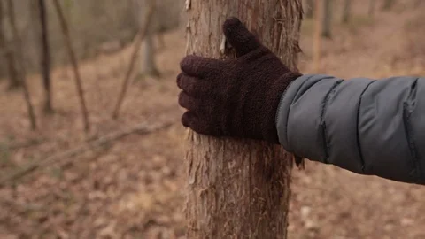 The wood Видео 104975236