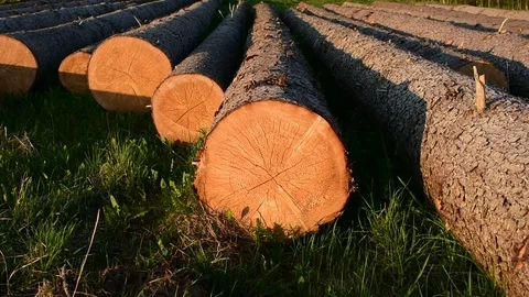 Wood Stock Footage 108139042