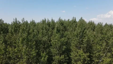 Wood Stock Footage 140678822