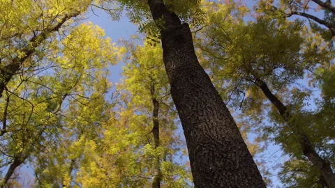 Wood Stock Footage 151872551