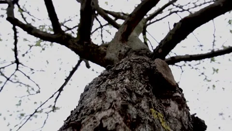 Wood Stock Footage 154428155