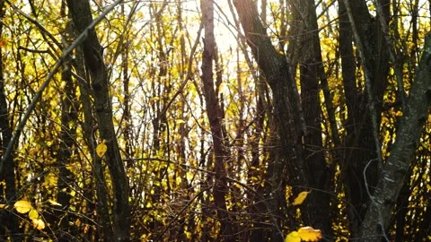 Wood Stockbeeldmateriaal 165868119