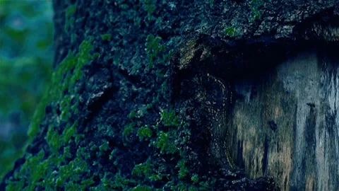 Wood Video stock 245441004