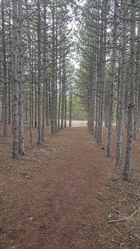 Wood Stock Footage 297195372