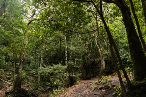 Wood / Forest in Anaga Mountain, in Tenerife - Centennial forest Stock Photos