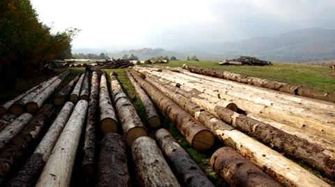 Wood from the forest Stock Footage 32146892