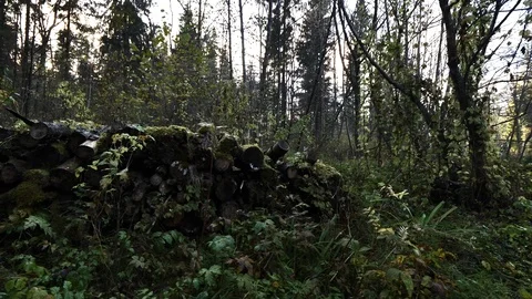 Wood in the forest Stock Footage 100788825