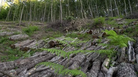 Wood in the forest Stock Footage 287853793