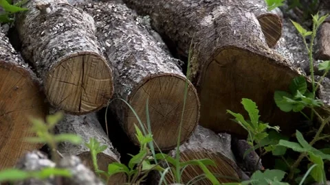 Wood in the forest Stock Footage 287853813