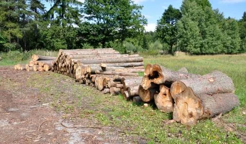 Wood in the forest Stock Photos