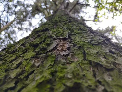 Wood in Forest Stock Photos