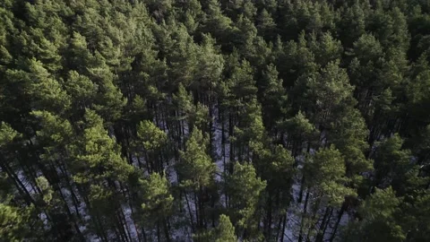 Wood forest trees tree top shot in winter Stock Footage 182081820
