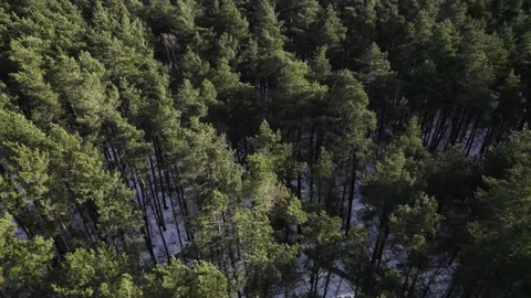 Wood forest trees tree top shot in winter Stock Footage 182082831