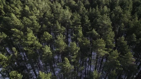 Wood forest trees tree top shot in winter Stock Footage 182084665