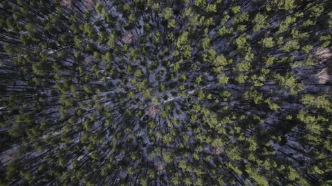 Wood forest trees tree top shot in winter Stock Footage 182102074