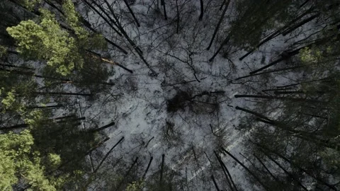 Wood forest trees tree top shot in winter Stock Footage 182102552