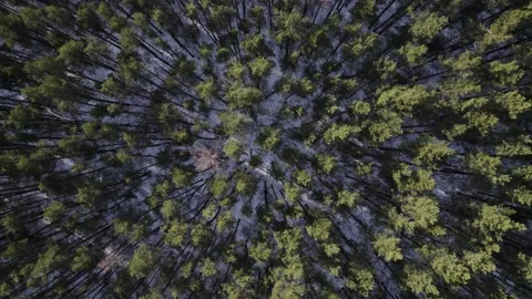 Wood forest trees tree top shot in winter Stock Footage 182102597