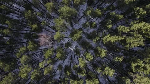 Wood forest trees tree top shot in winter Stock Footage 182102769
