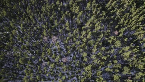 Wood forest trees tree top shot in winter Stock Footage 182109477