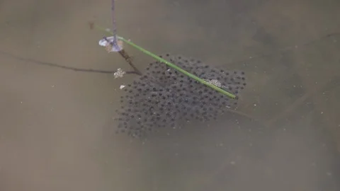 Wood Frog Eggs Stock Footage 126543492