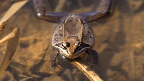 Wood Frog Stock Footage 106739508