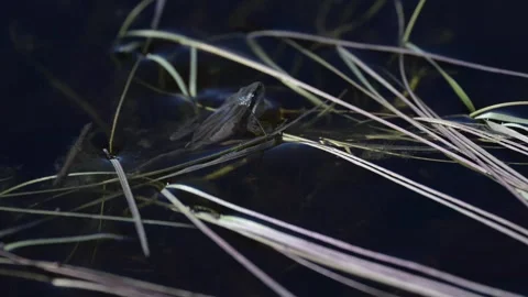 Wood frog Stock Footage 337843986