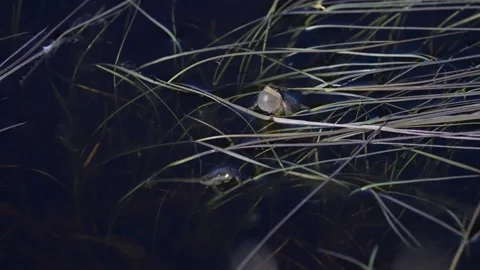 Wood frog Stock Footage 337843993