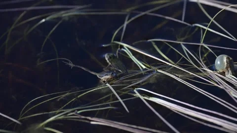 Wood frog Stock Footage 337843997