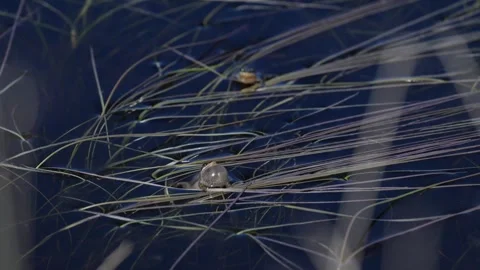 Wood frog Vídeos de archivo 337844003