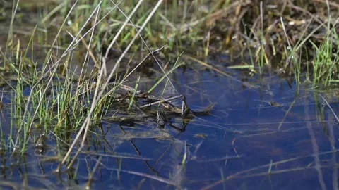 Wood frog Stock Footage 337844021