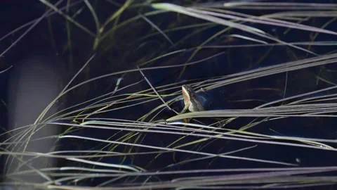 Wood frog Stock Footage 337844023