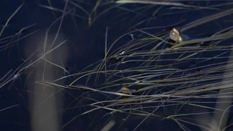 Wood frog Stock Footage 337844027
