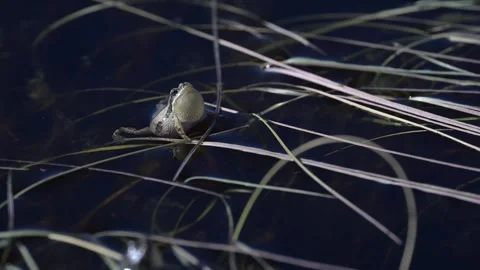 Wood frog Stock Footage 337844034